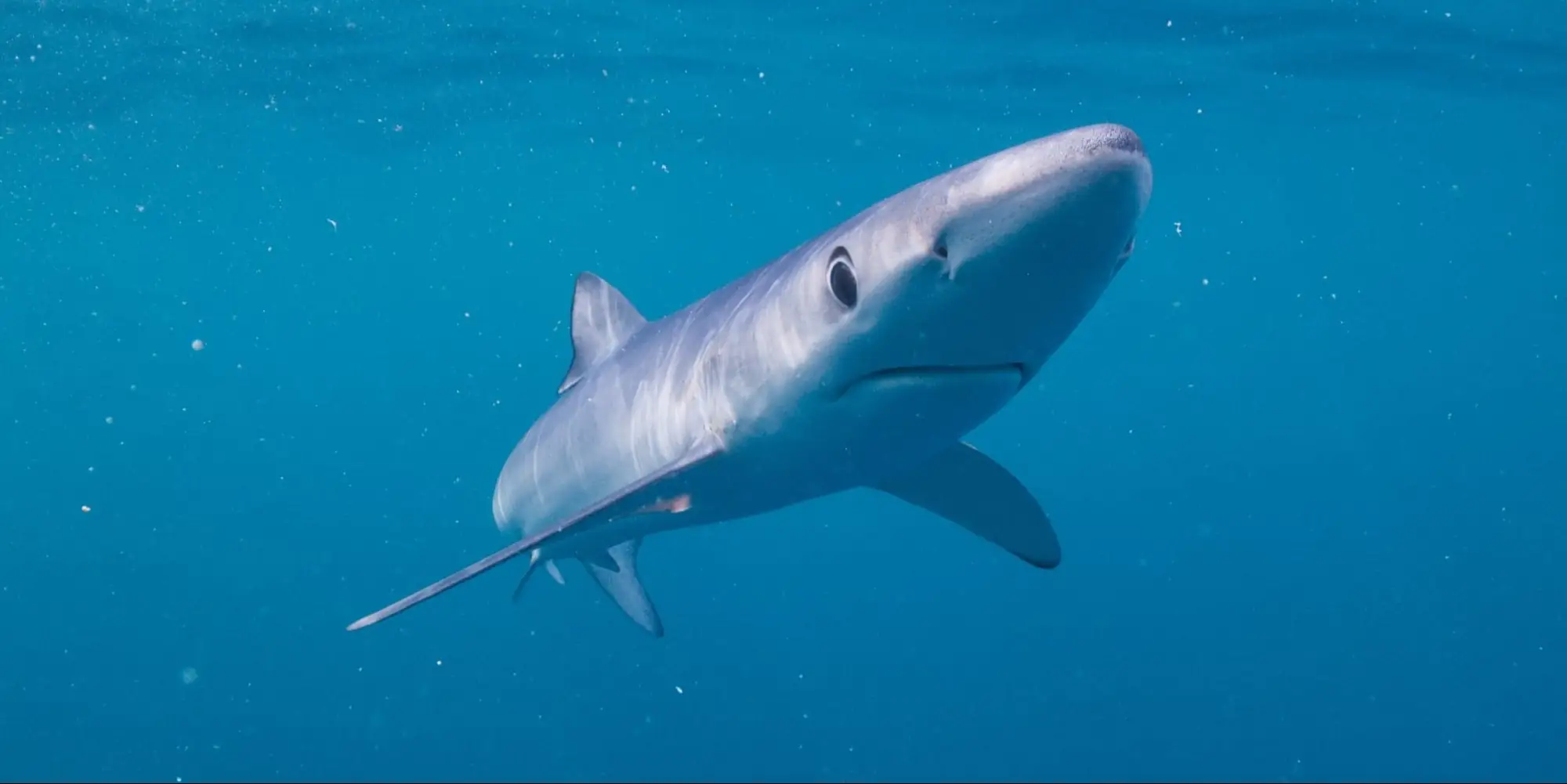 Requin bleu de face et légèrement vu d’en bas