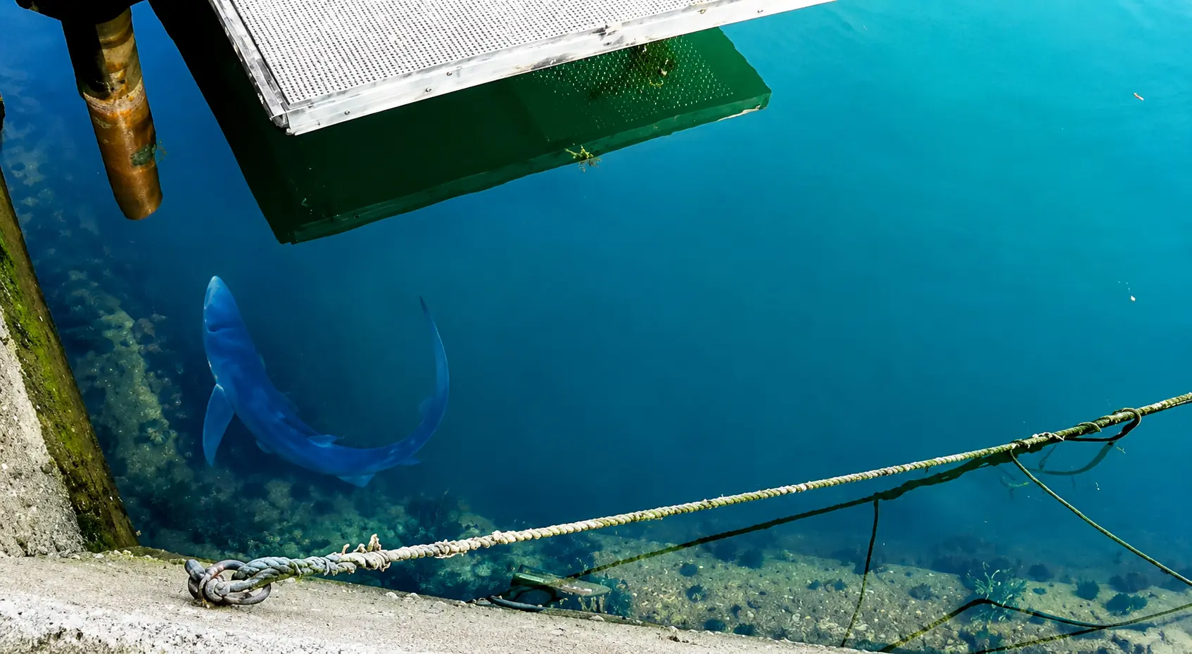 Requin bleu nageant dans le port de Weymouth, dans le Dorset