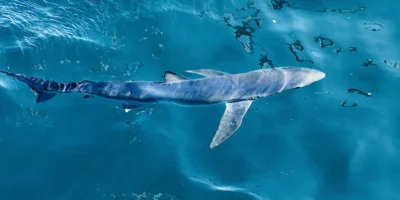 Requin bleu Prionace glauca près de la surface