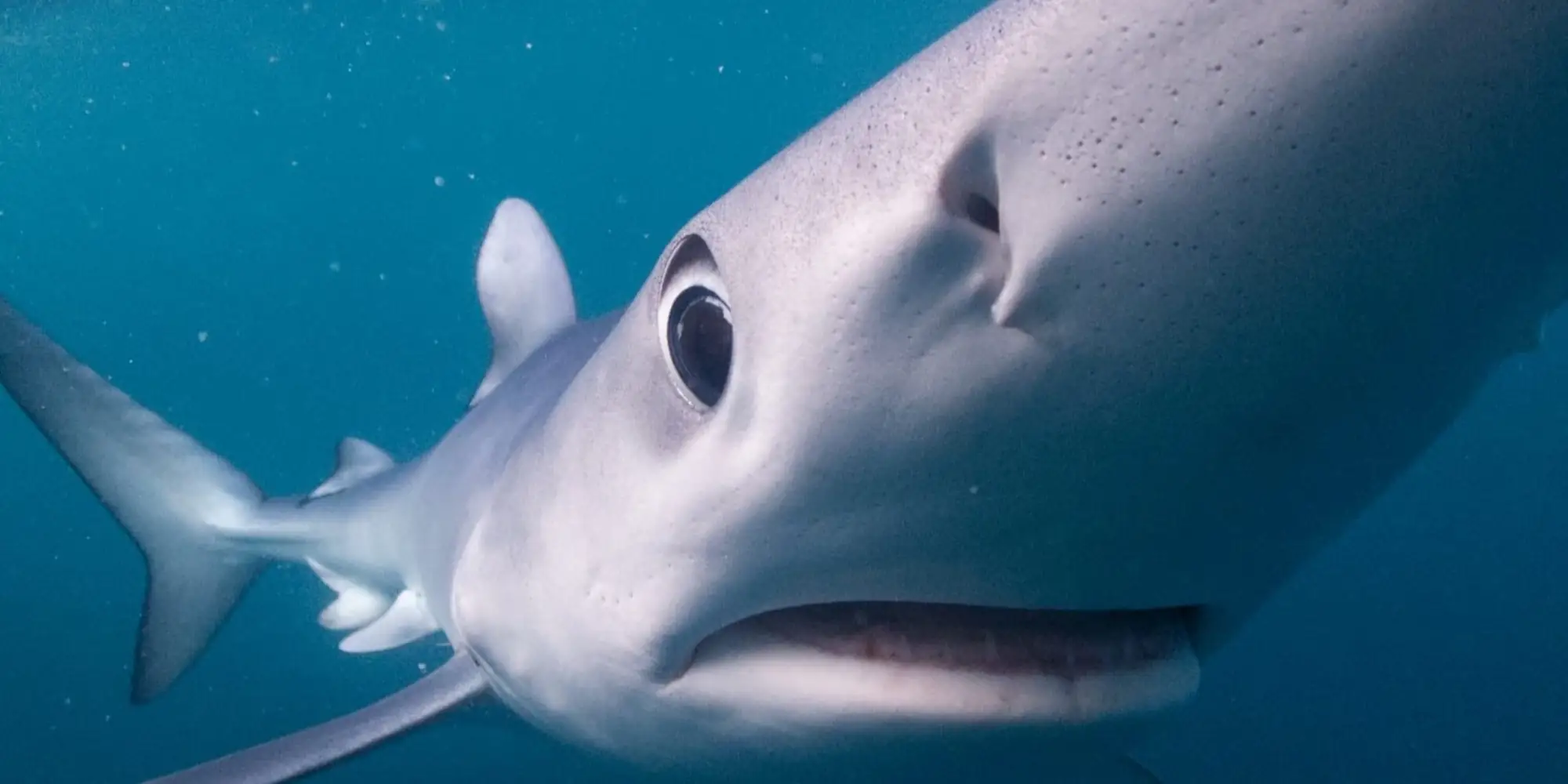 Requin bleu touchant l'objectif de la caméra avec son museau