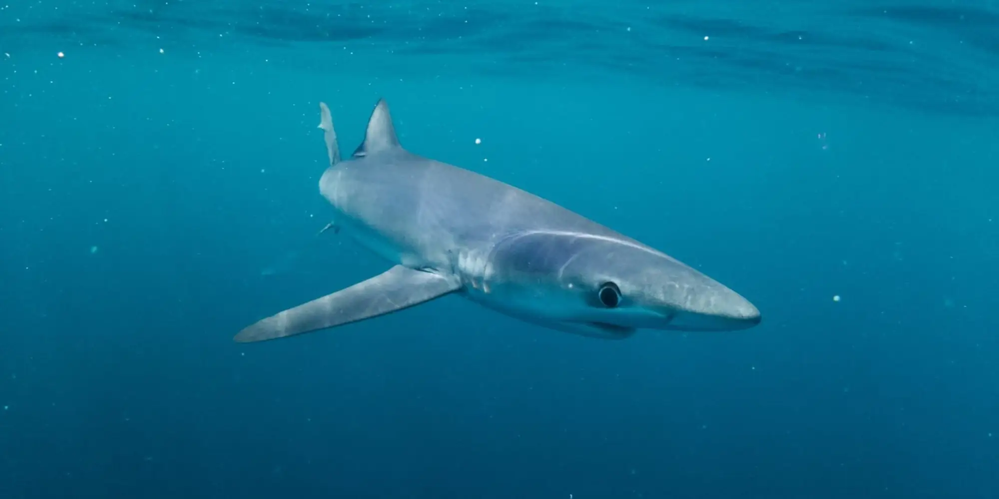 Requin bleu vu de trois-quarts avant