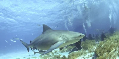 Requin bouledogue (Carcharhinus leucas) au-dessus du fond marin aux Bahamas