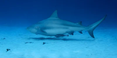 Requin-bouledogue Carcharhinus leucas nageant au-dessus du sable à Playa del Carmen