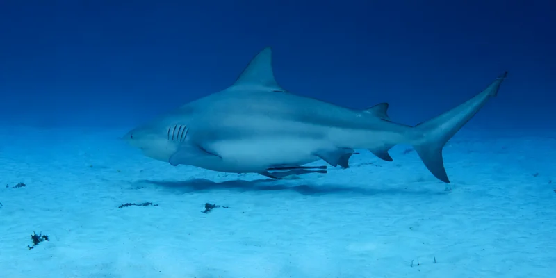 Requin-bouledogue Carcharhinus leucas nageant au-dessus du sable à Playa del Carmen