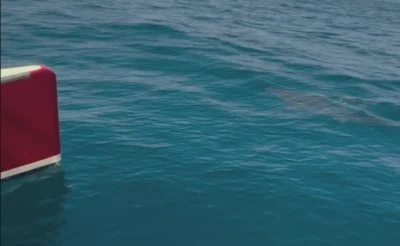 Requin près d'un catamaran au large de la côte atlantique du Portugal