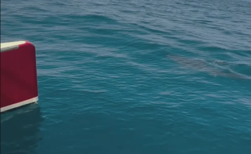 Requin près d'un catamaran au large de la côte atlantique du Portugal