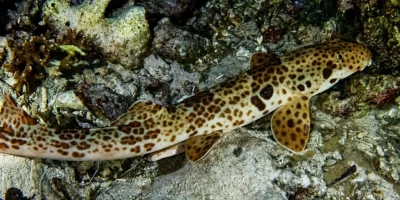 Requin-chabot de Raja Ampat Hemiscyllium freycineti sur fond rocheux