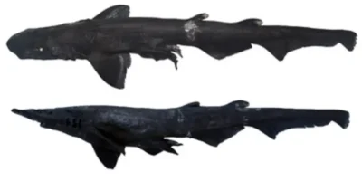 Requin-chat Apristurus drona