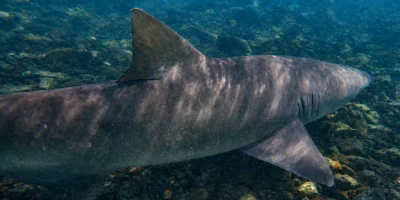 Un requin-citron nage en eau peu profonde au Cap-Vert