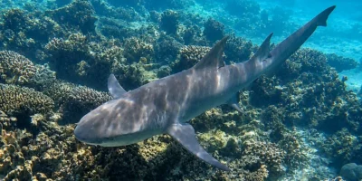 Requin-citron faucille Negaprion acutidens nageant au-dessus d'un récif