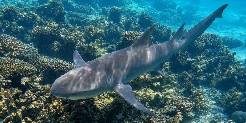 Requin-citron faucille Negaprion acutidens nageant au-dessus d'un récif