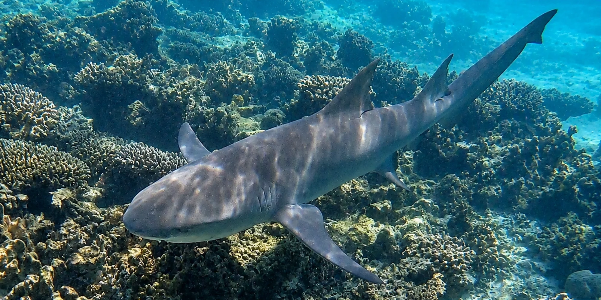 Requin-citron faucille Negaprion acutidens nageant au-dessus d'un récif