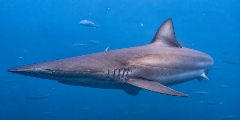 Requin cuivré Carcharhinus brachyurus nageant en pleine eau bleue