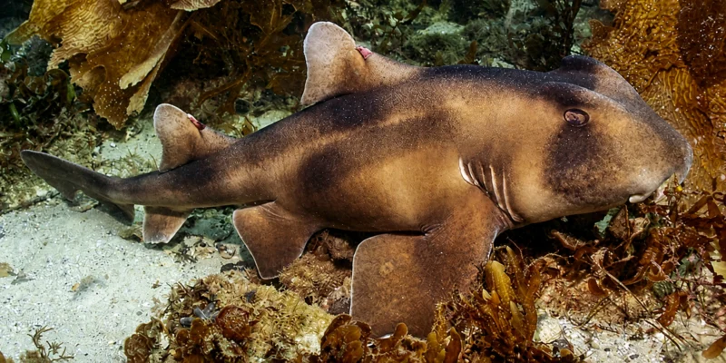 Requin dormeur à crête (Heterodontus galeatus) reposant sur un fond sableux