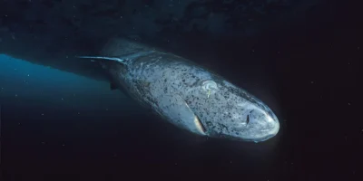 Requin du Groenland Somniosus microcephalus