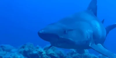 Requin féroce femelle de quatre mètres à El Hierro