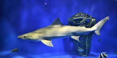 Requin féroce Odontaspis ferox en aquarium