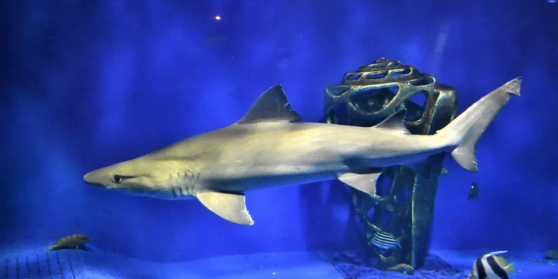 Requin féroce Odontaspis ferox en aquarium