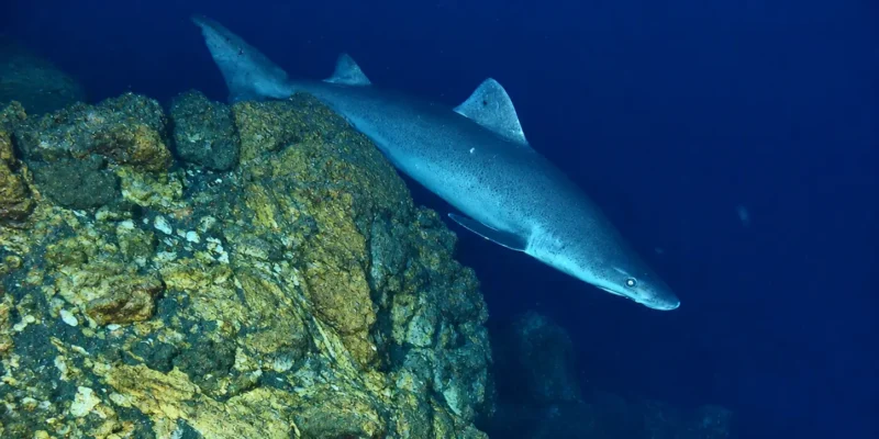 Requin féroce Odontaspis ferox nageant au-dessus d’un récif rocheux profond