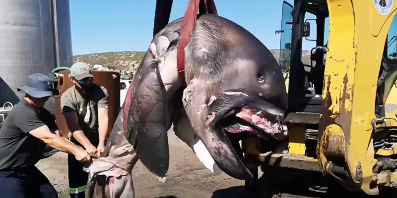 Requin grande gueule de St Helena Bay transporté par une pelleteuse