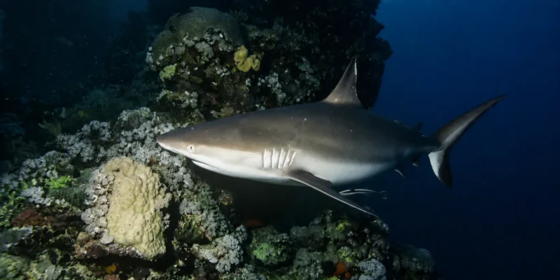 Requin gris de récif Carcharhinus amblyrhynchos