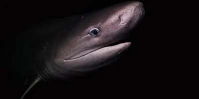 Gros plan d’un requin griset au large de l’île de Vancouver au Canada