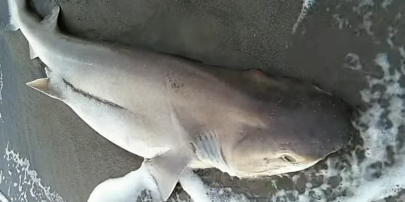 Requin griset sur la plage de Follonica