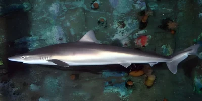 Requin-hâ Galeorhinus galeus