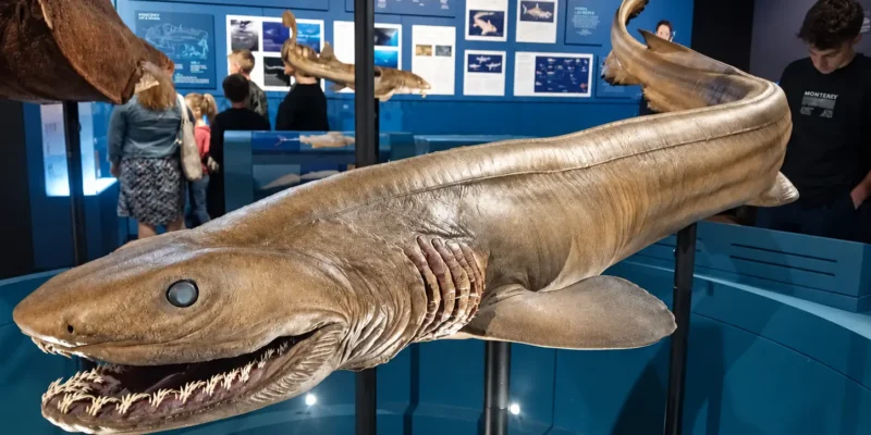 Requin-lézard exposé à l’Australian Museum, bouche ouverte et fentes branchiales visibles