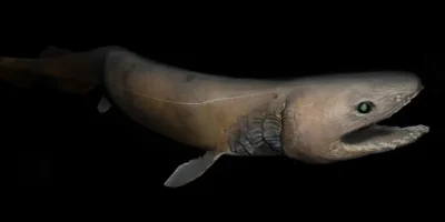 Requin-lézard Chlamydoselachus anguineus