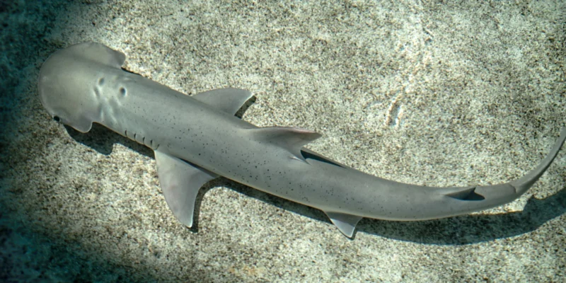 Requin-marteau bonnet du Pacifique (Sphyrna vespertina)