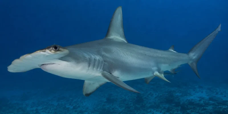 Requin-marteau lisse Sphyrna zygaena