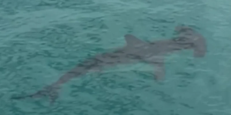 Requin-marteau nageant en eau peu profonde près du Malibu Pier