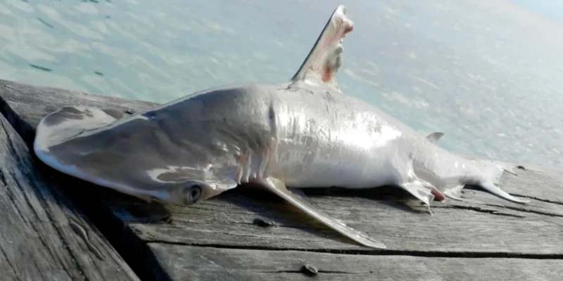 Requin-marteau pelle - Sphyrna alleni