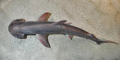 Requin-marteau tiburo (Sphyrna tiburo) vu de dessus sur le fond clair d’un aquarium