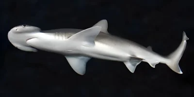Requin-marteau tiburo Sphyrna tiburo sur fond noir