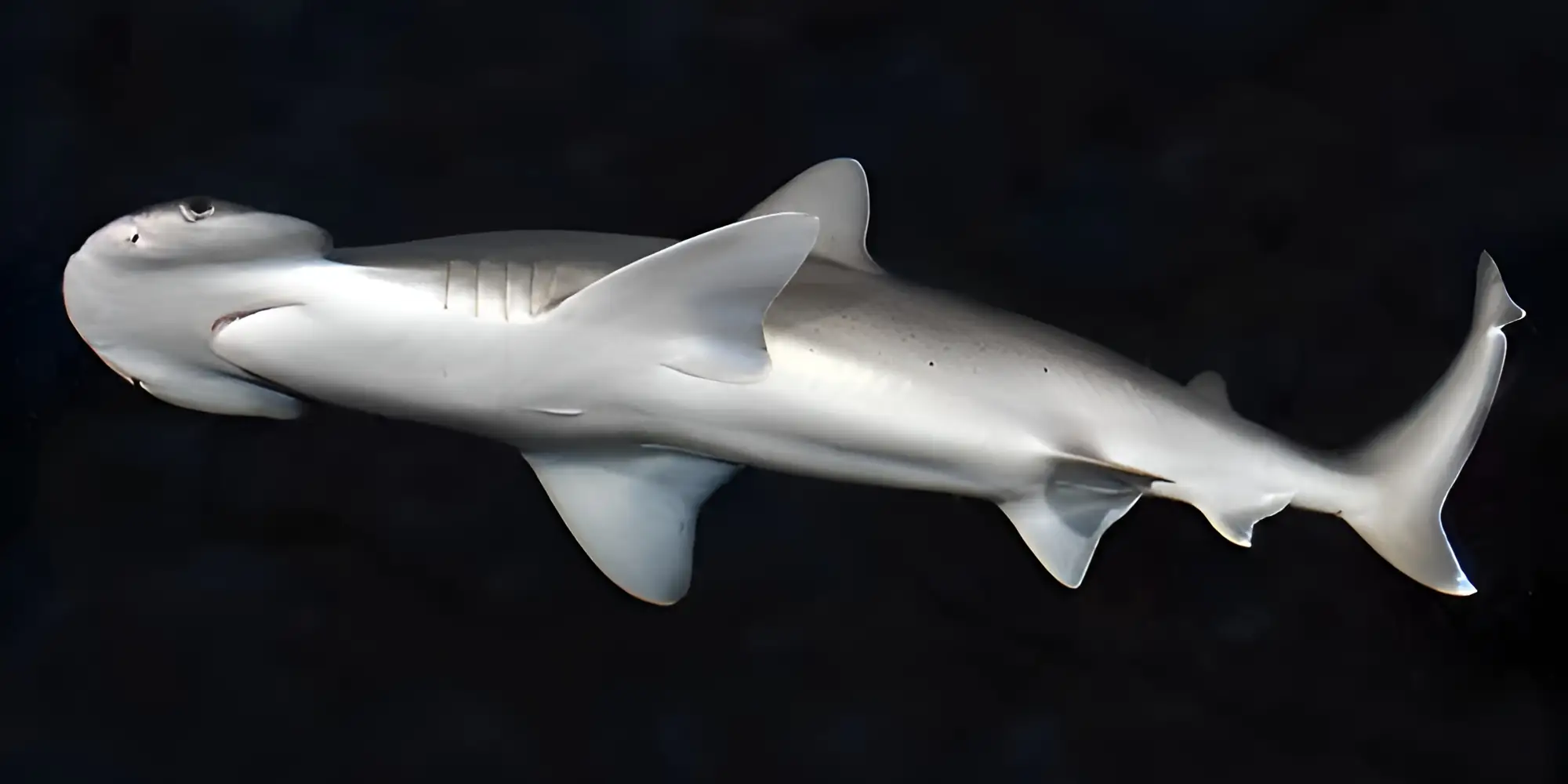 Requin-marteau tiburo Sphyrna tiburo sur fond noir