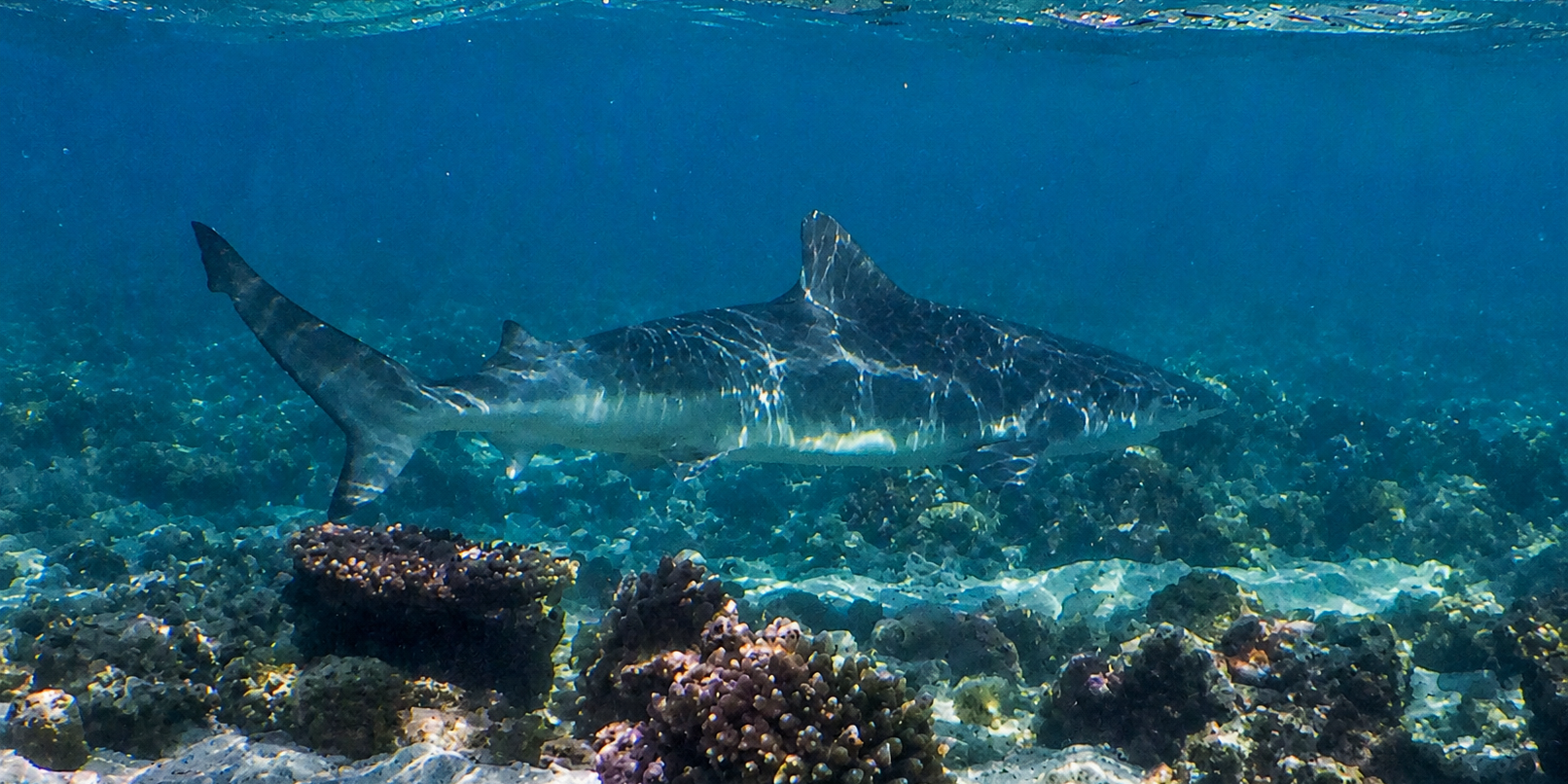Requin nerveux (Carcharhinus cautus)