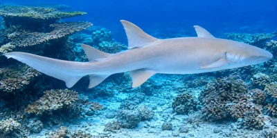 Requin nourrice fauve Nebrius ferrugineus
