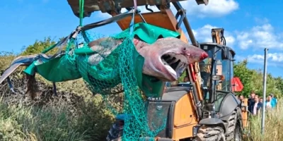 Requin pèlerin mort dans un filet de récupération vert près d’Ålbæk, au Danemark