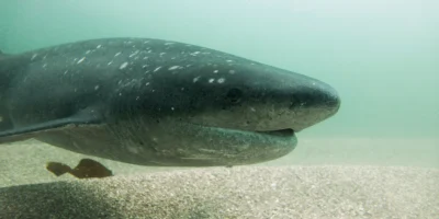 Gros plan d'un requin plat-nez sous l'eau