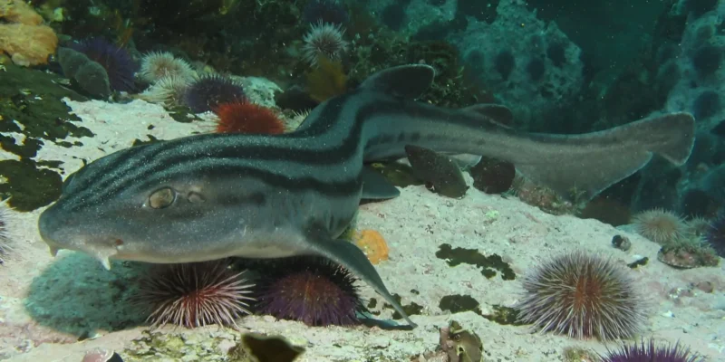 Requin-pyjama Poroderma africanum nageant au-dessus du sable