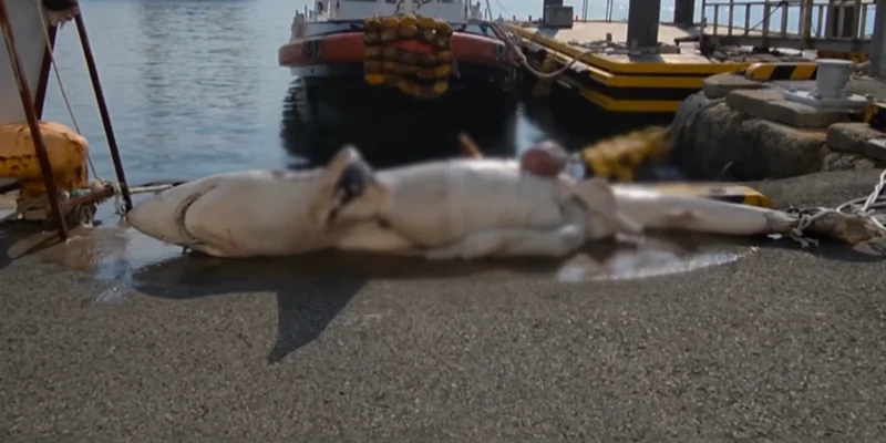 Un requin gît sur un quai portuaire de la côte orientale de la Corée du Sud