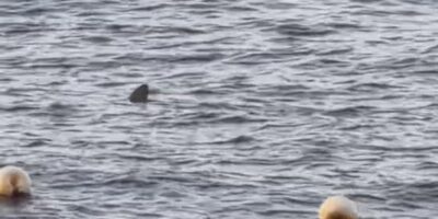 Aileron dorsal d’un requin à la surface devant Radazul