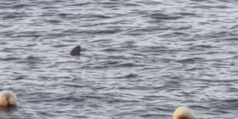 Aileron dorsal d’un requin à la surface devant Radazul