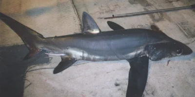 Requin-renard à gros yeux (Alopias superciliosus) vu entièrement de profil