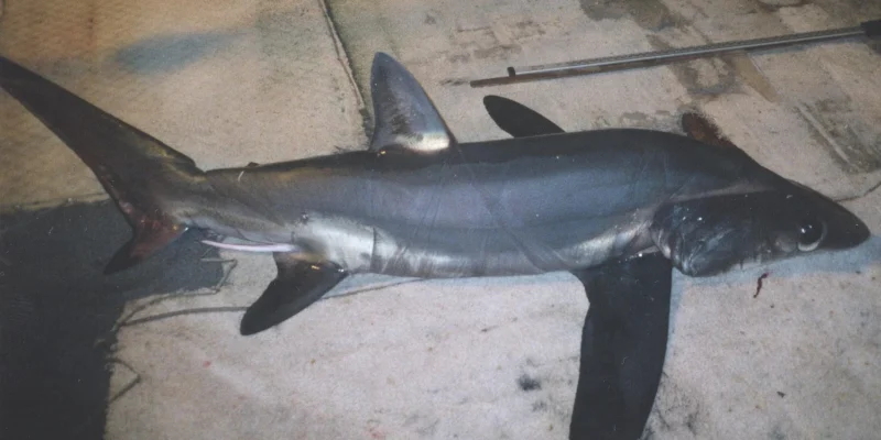 Requin-renard à gros yeux (Alopias superciliosus) vu entièrement de profil