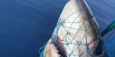 Tête d’un requin-renard à gros yeux (Alopias superciliosus) dans un filet de pêche