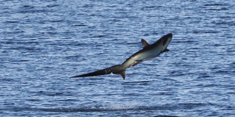 Requin-renard pélagique Alopias pelagicus sautant hors de l'eau