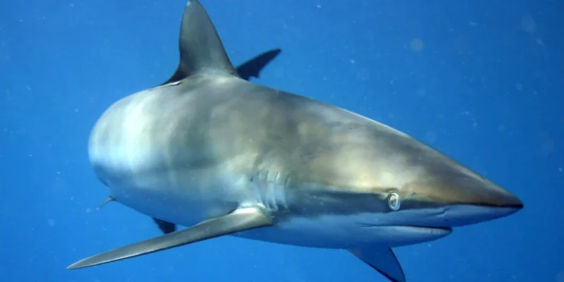 Requin soyeux Carcharhinus falciformis au large de Cuba